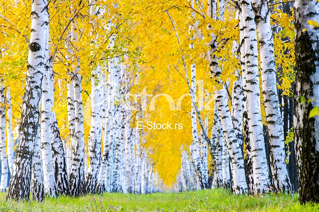 The plants are medicinal. It is used in nutrition and in medicine