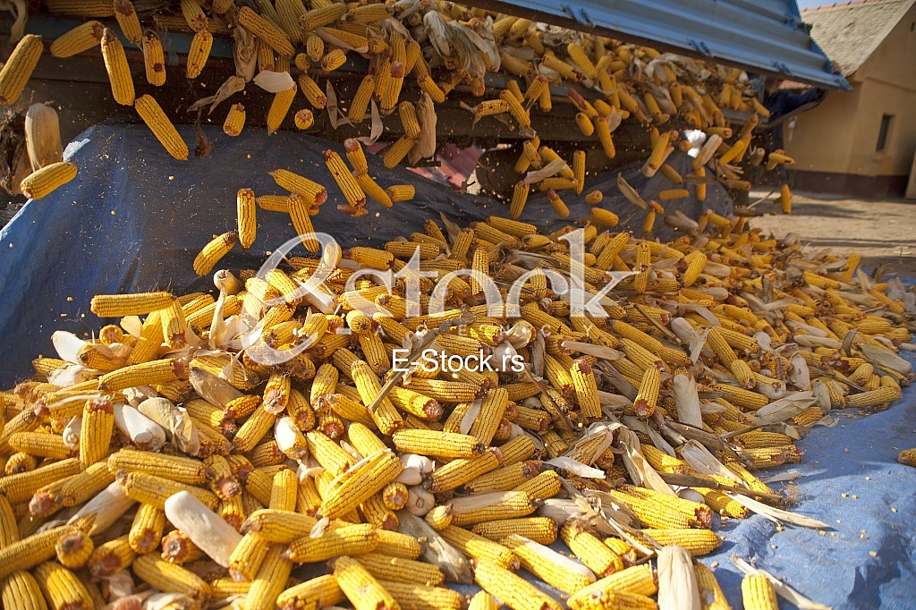 Corn factory Corn factory