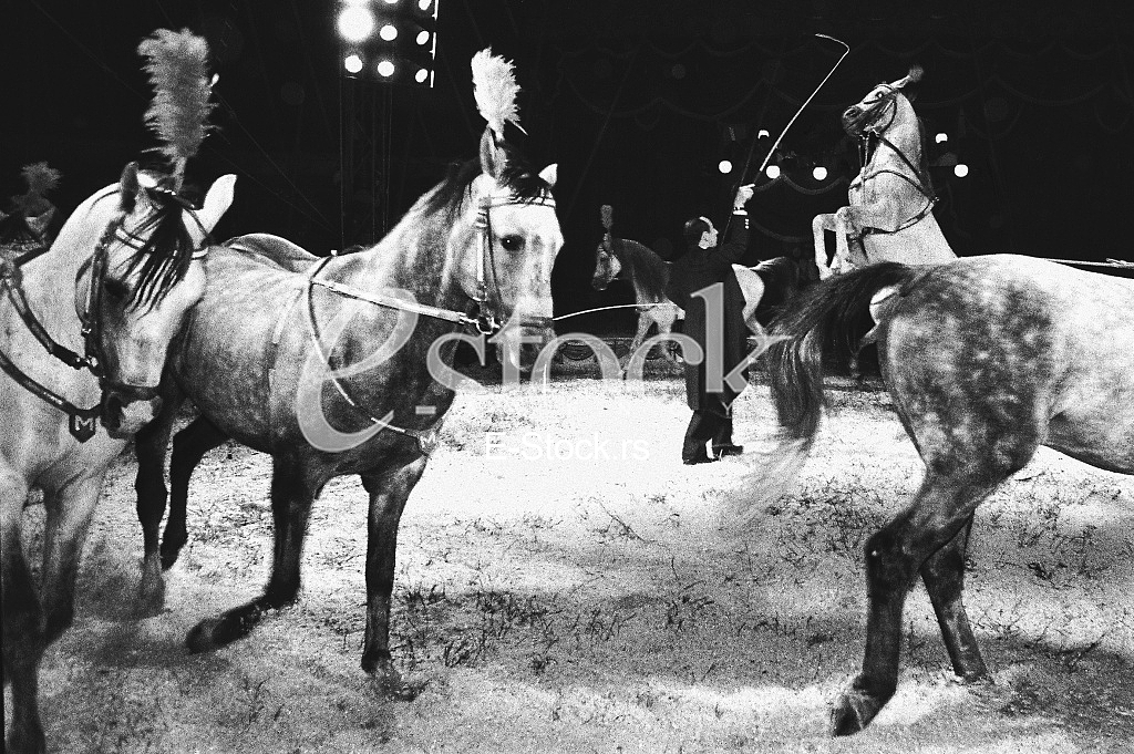 Circus