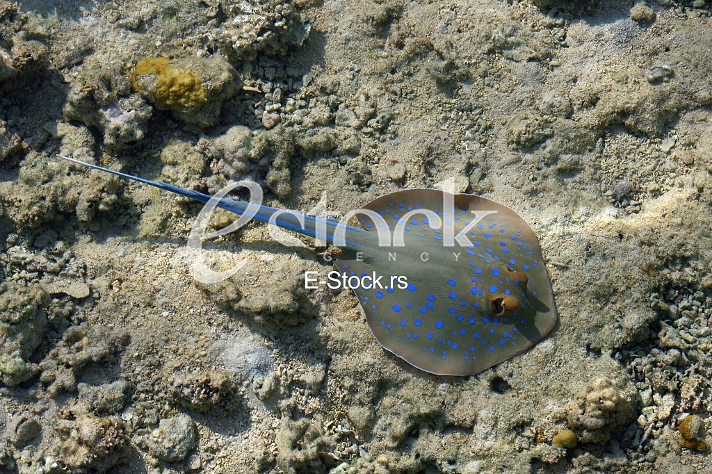 Blue Spotted stingray. Egypt. Red Sea Blue Spotted stingray. Egypt. Red Sea