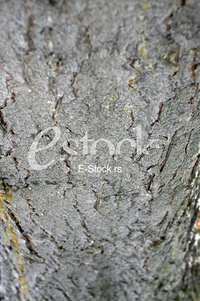 old lime tree bark seamless background pattern brown tree filling the frame