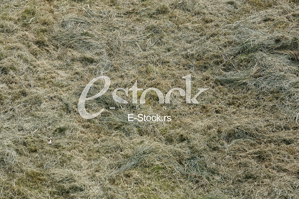 green grass texture or background of golf course and football soccer field green grass texture or background of golf course and football soccer field