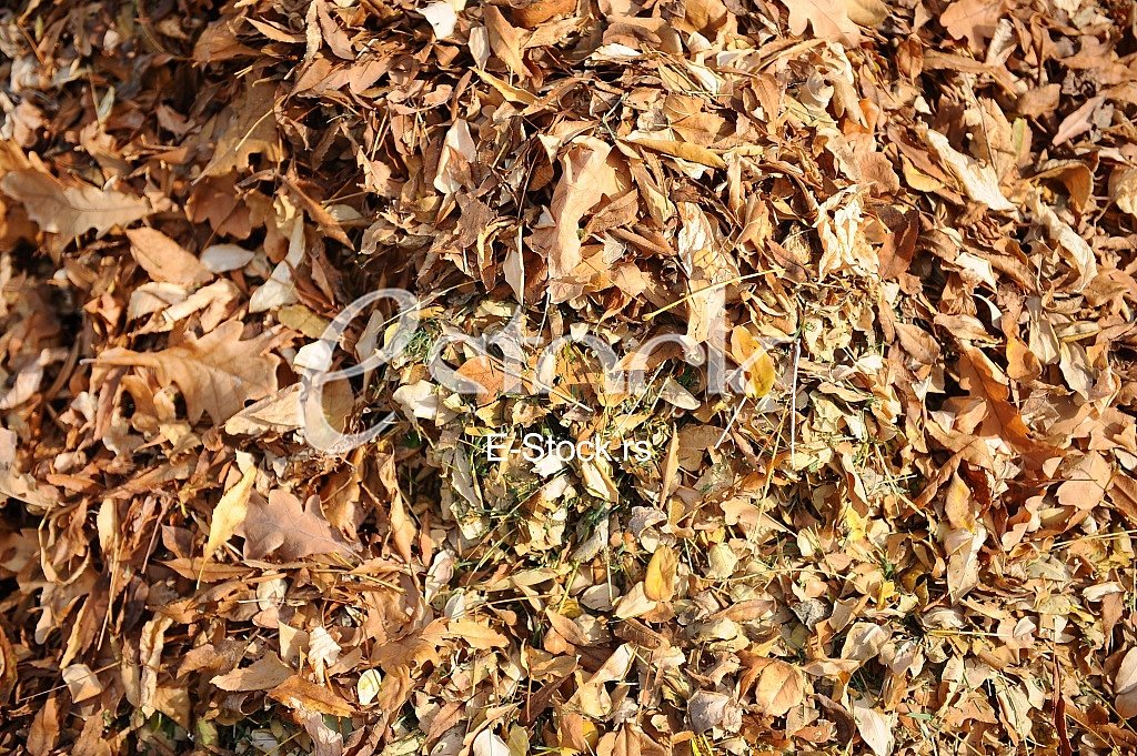 fallen autumn leaves fallen autumn leaves