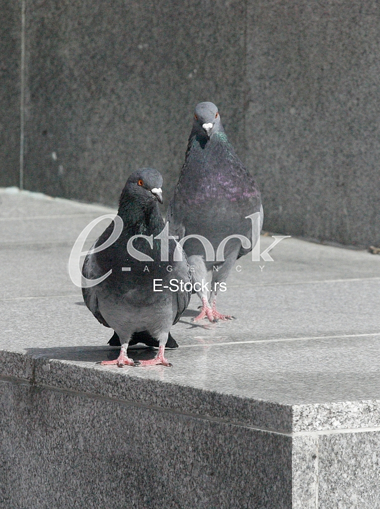 pigeon, dove, culver