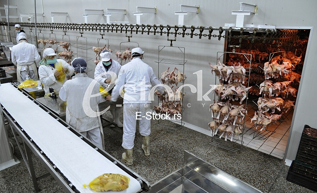 Continuous conveyor of meat of chickens
