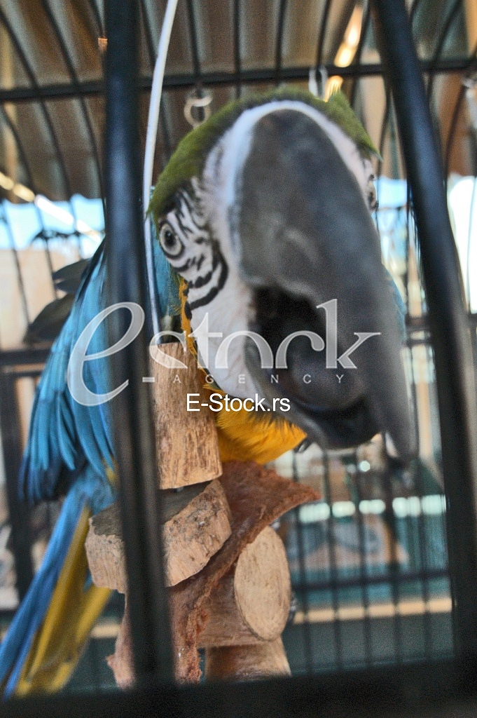 Parrot
