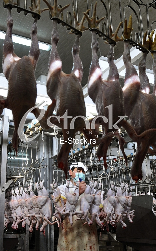 Continuous conveyor of meat of chickens Continuous conveyor of meat of chickens