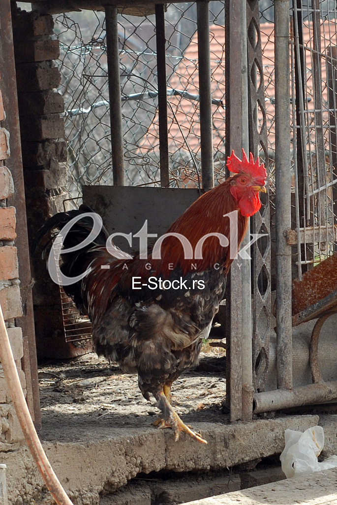 Domestic chickens Domestic chickens