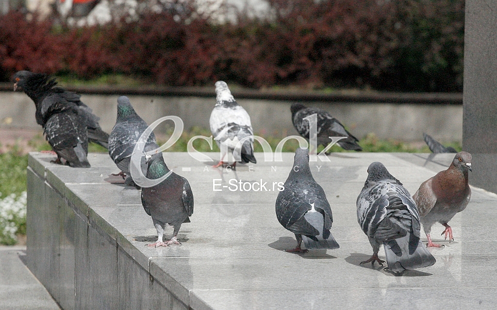 pigeon, dove, culver