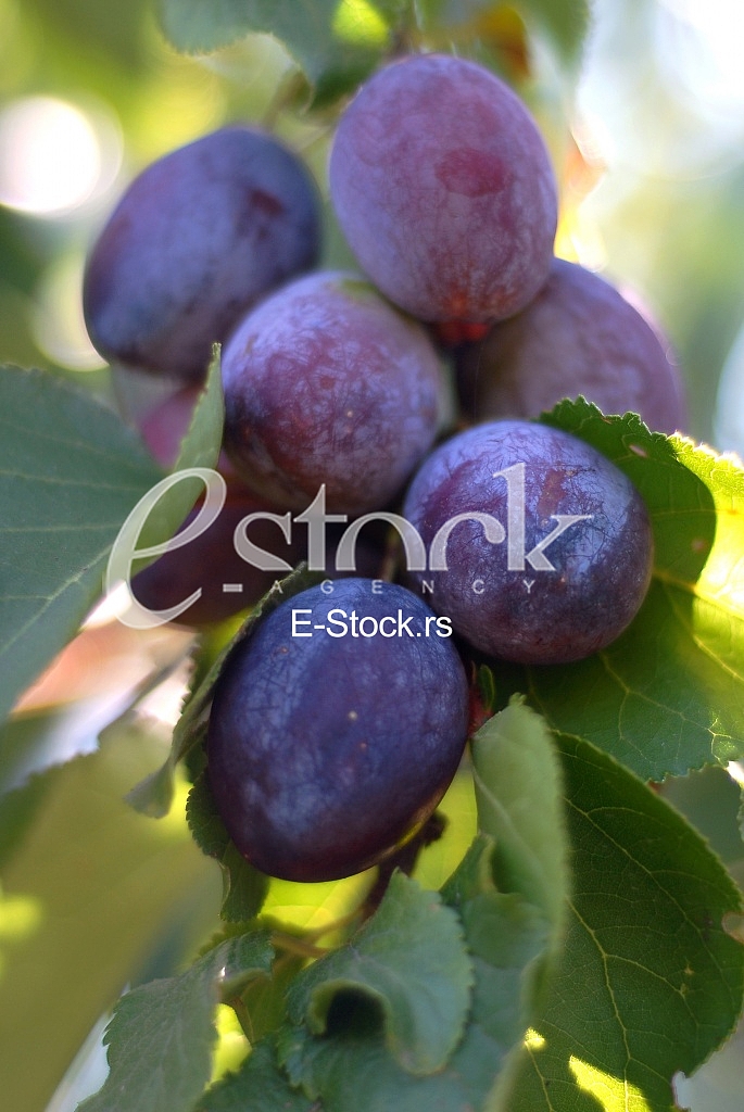Plum