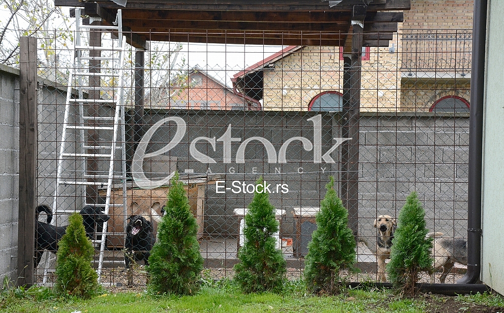 Association for adoption dogs Association for adoption dogs