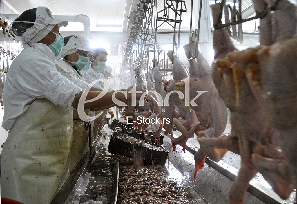 Continuous conveyor of meat of chickens Continuous conveyor of meat of chickens