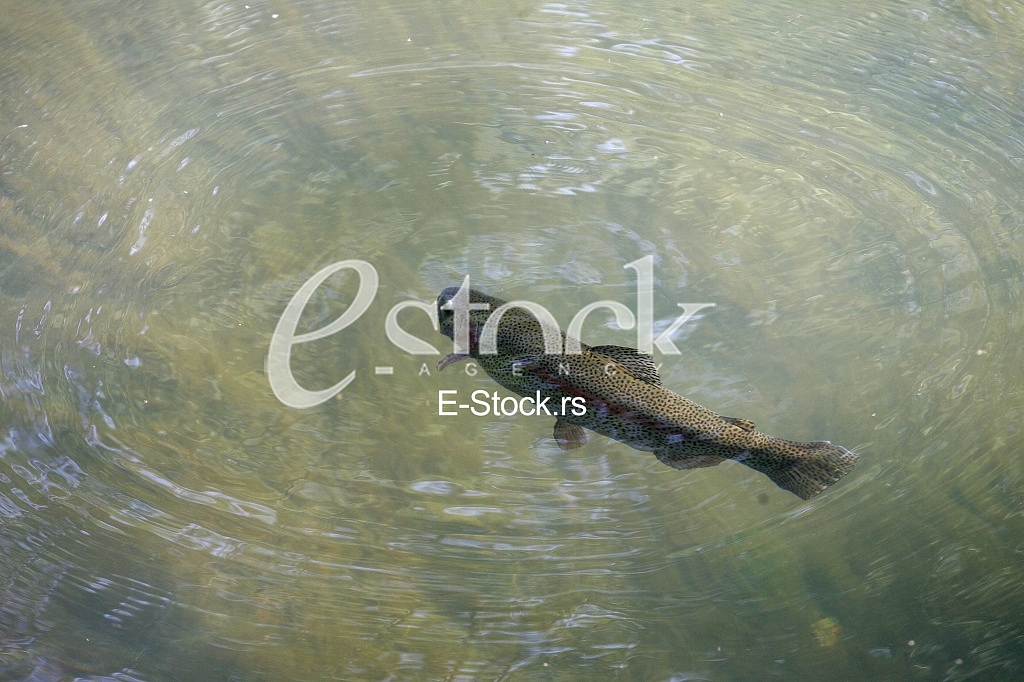 Fish swim in the river water