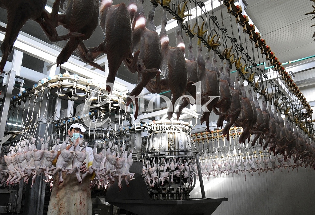 Continuous conveyor of meat of chickens Continuous conveyor of meat of chickens