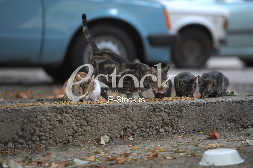 hungry cats and pigeons about cats