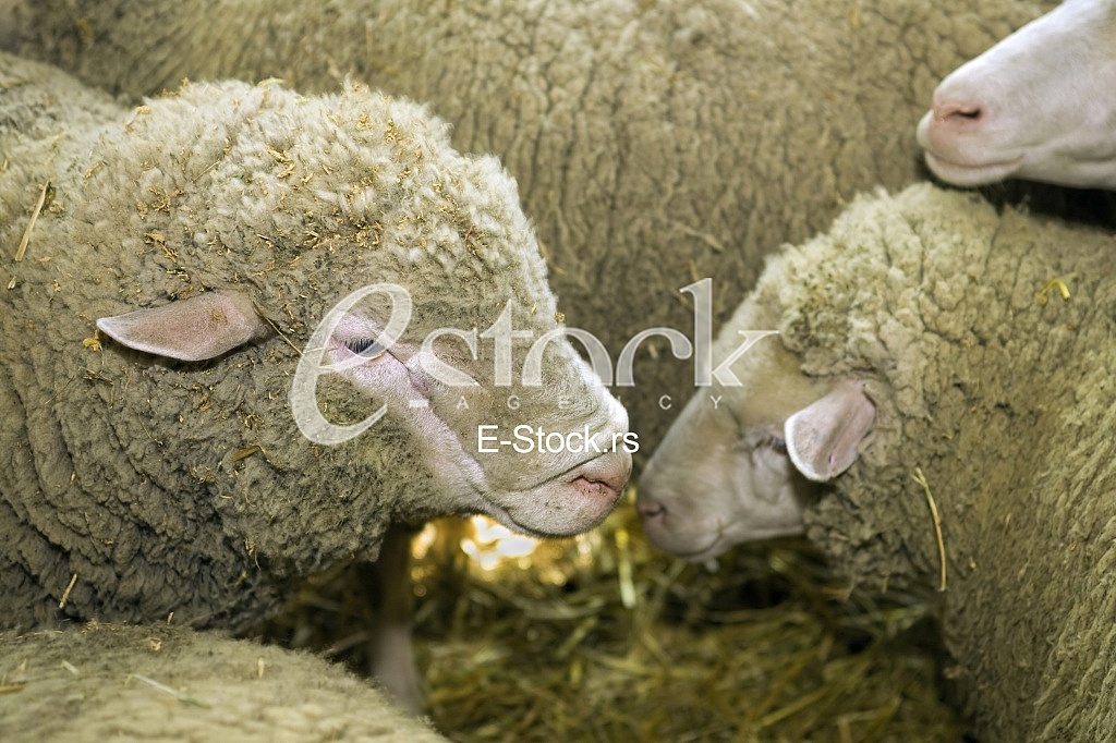 Sheep