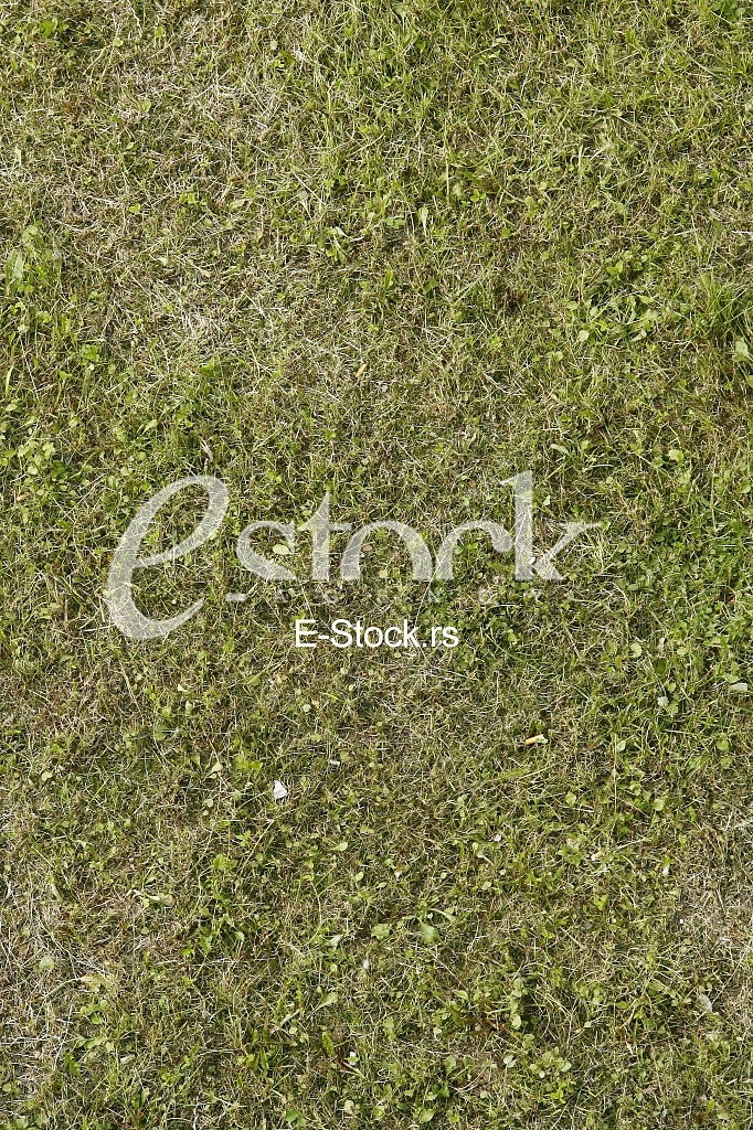 green grass texture or background of golf course and football soccer field