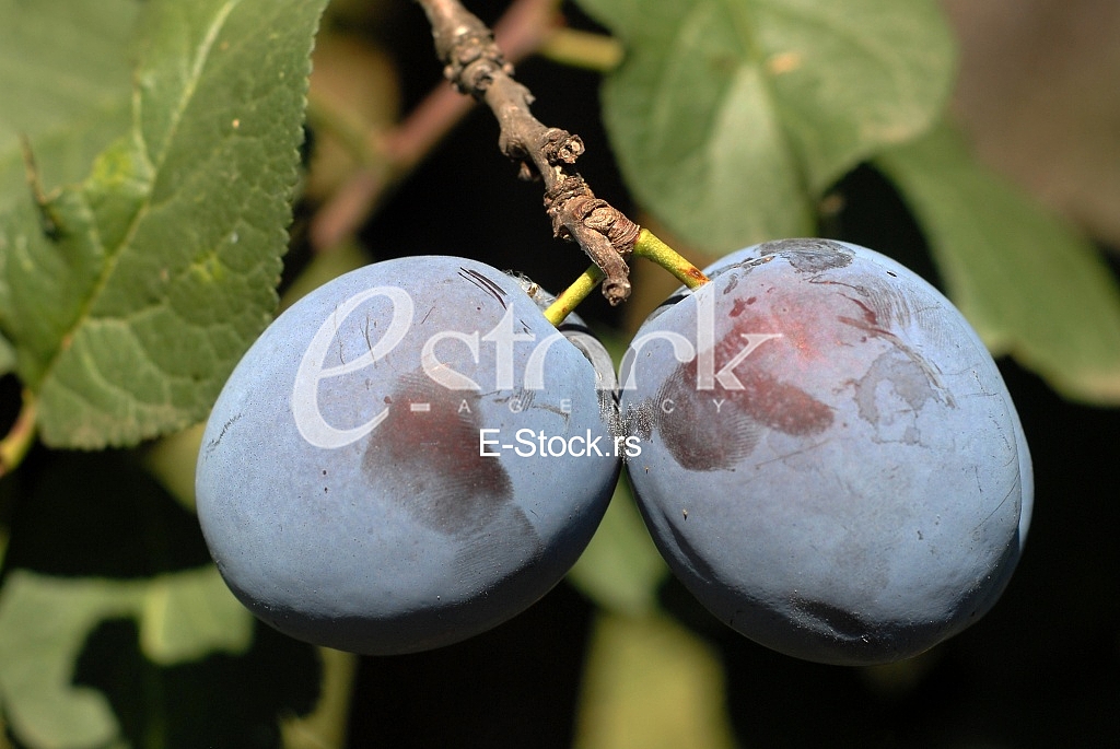 Plum