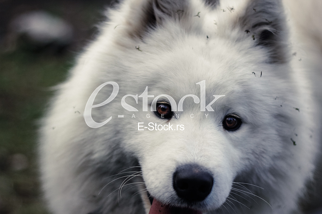 Samoyed