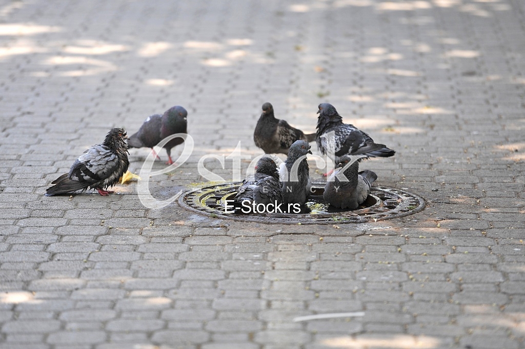 Pigeons are cooled with water from the heat
