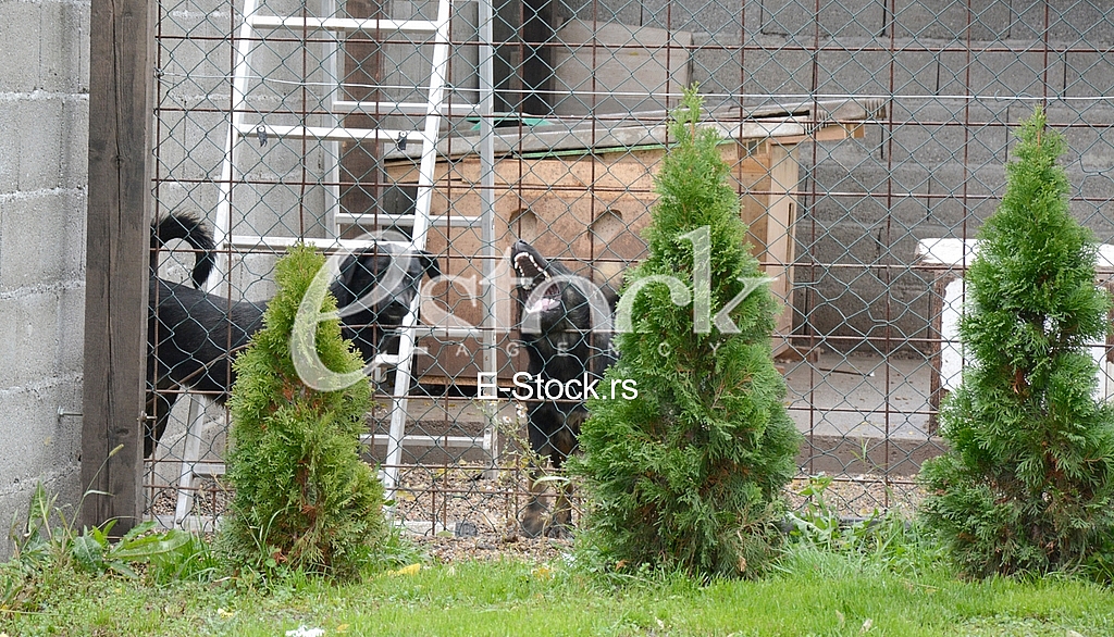 Association for adoption dogs Association for adoption dogs