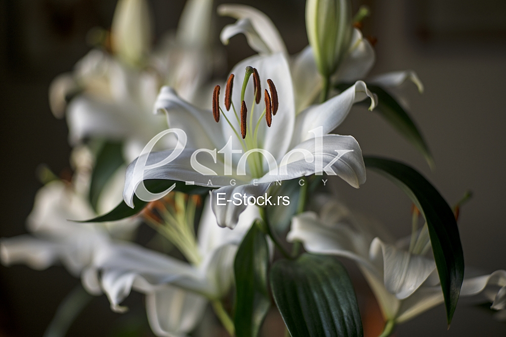 white lilies