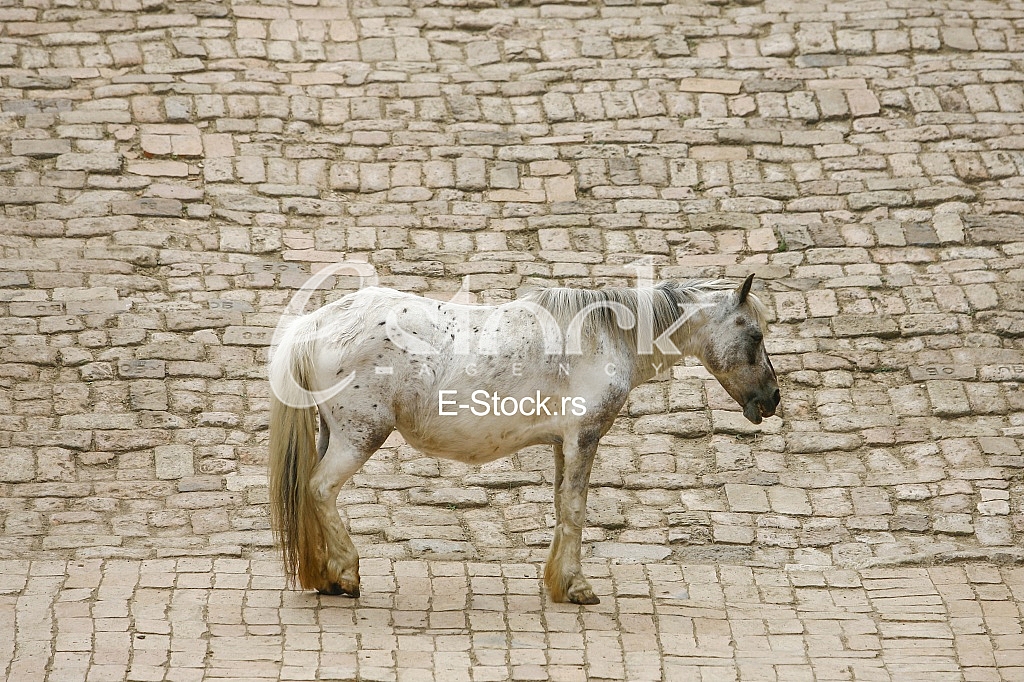 White horse on the concrete path White horse on the concrete path