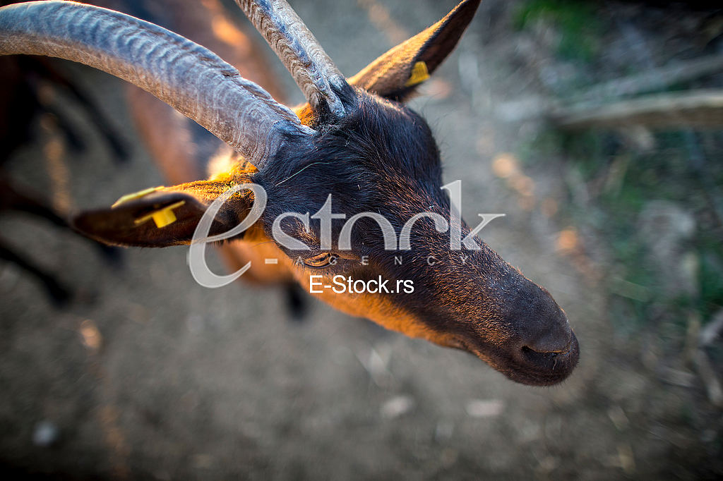 Goat farm Serbia