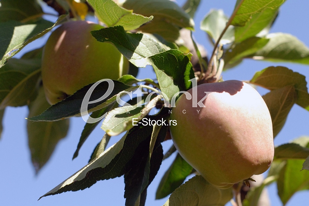 Apple