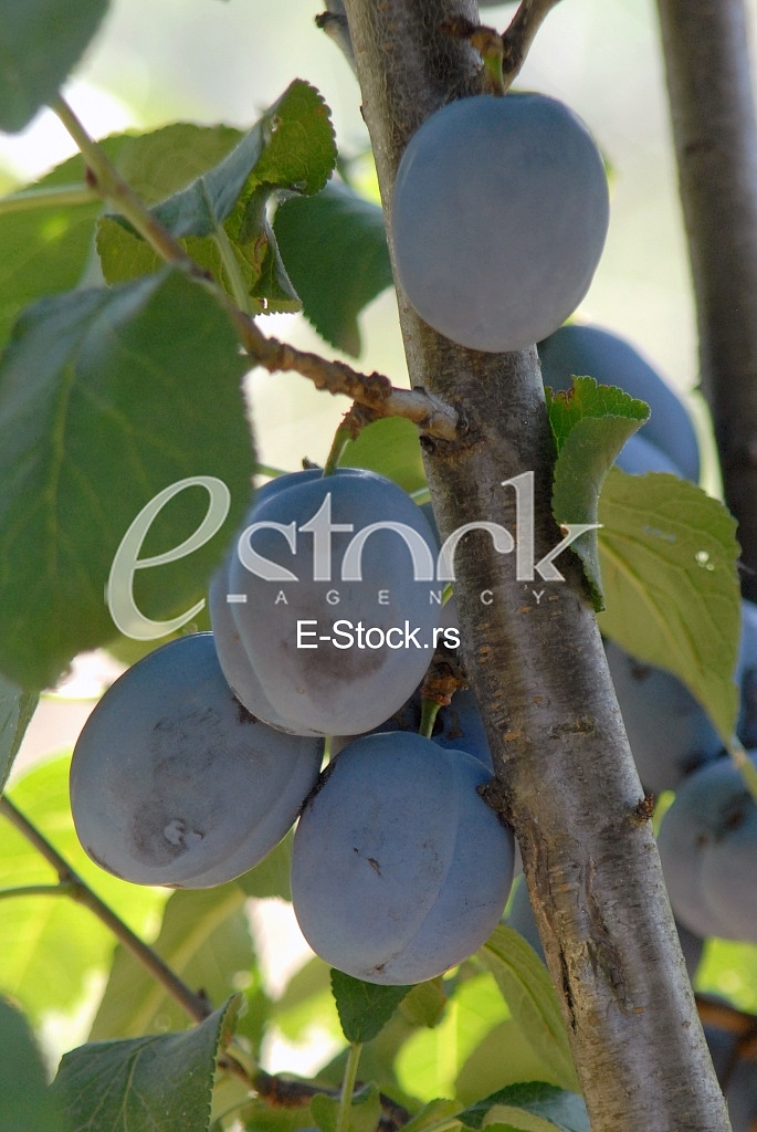 Plum