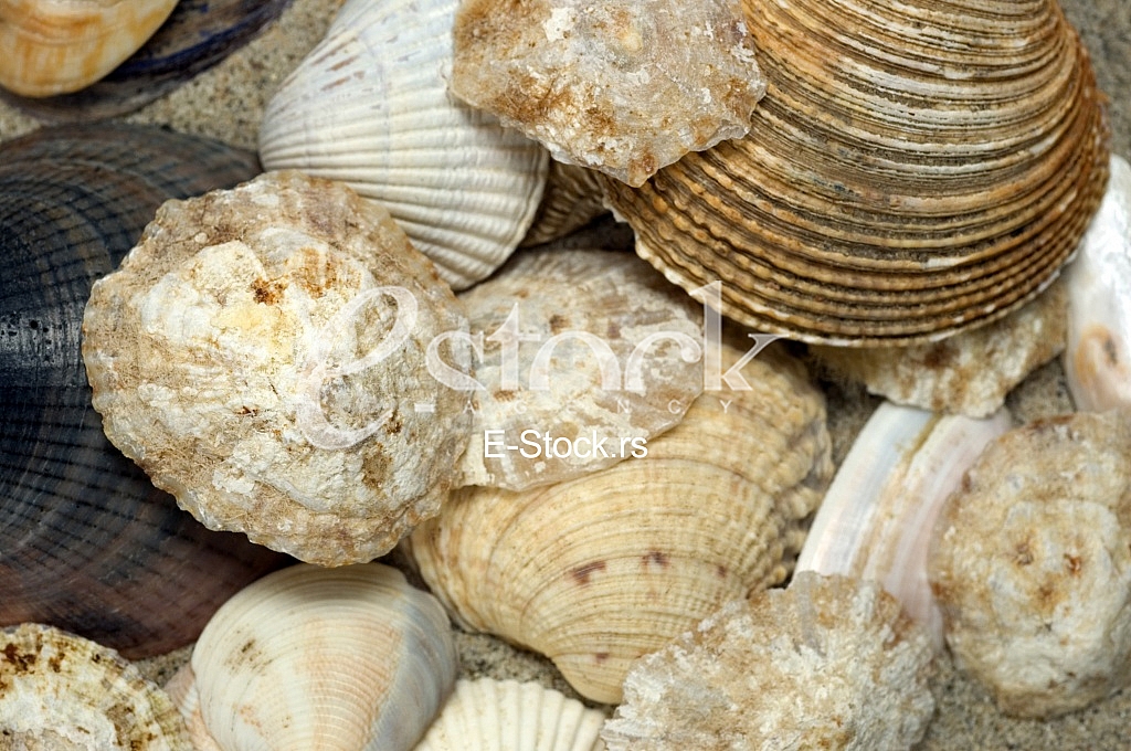 Shell