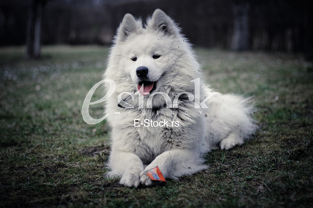 Samoyed