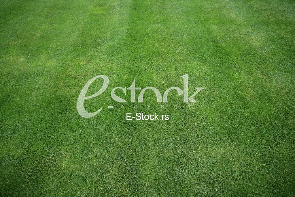 green grass texture or background of golf course and football field