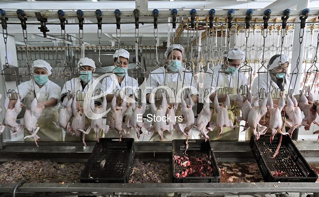 Continuous conveyor of meat of chickens Continuous conveyor of meat of chickens