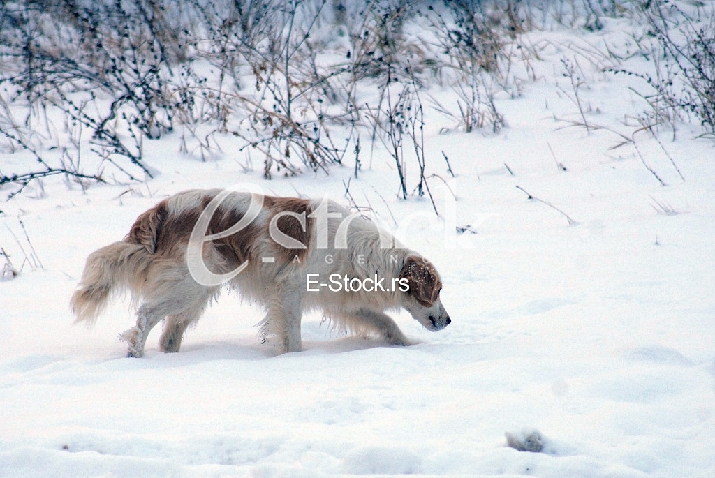 Hunting dog