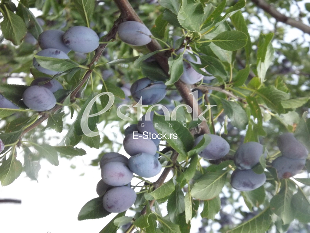 Sljiva, Plum Sljiva, Plum