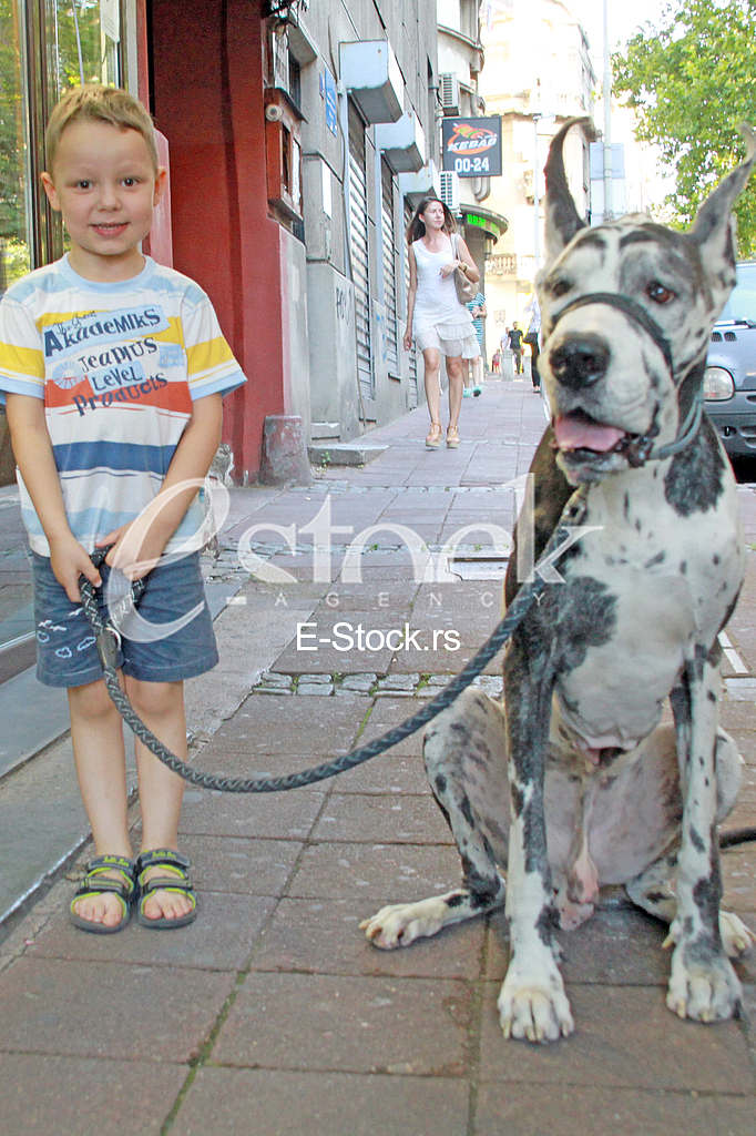 Decak i kucni ljubimac, nemacka doga
