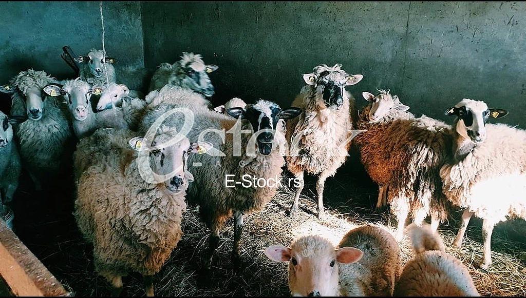 Sheep
