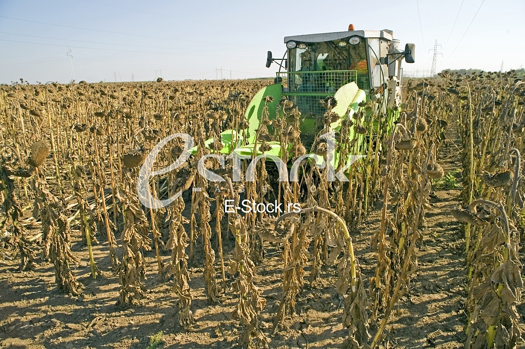 Agriculture