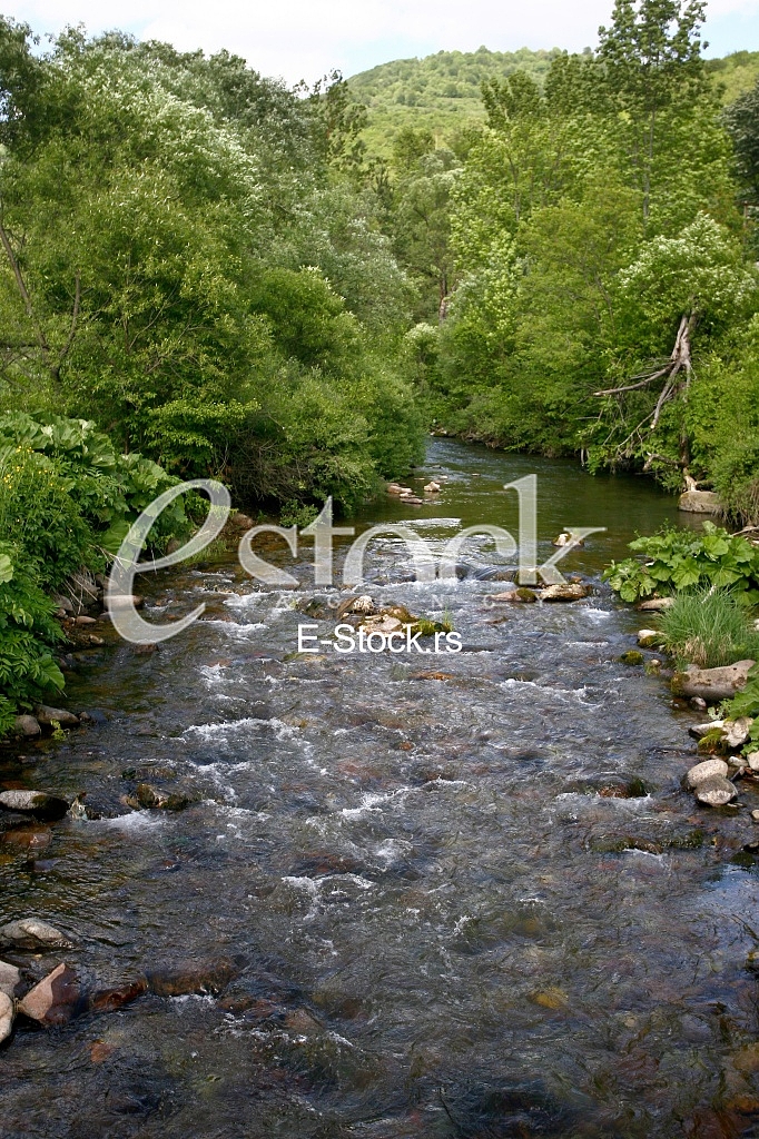 Mountain river flowing at summer forest landscape
