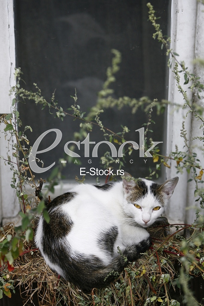 cat on an old window