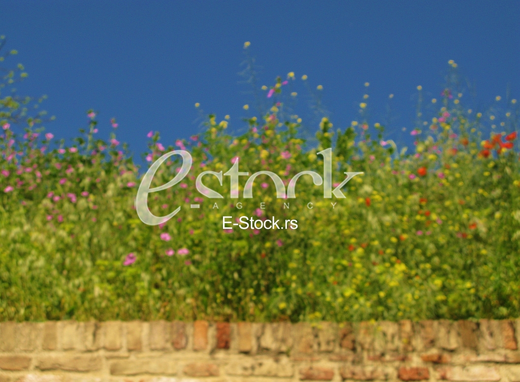 Wild Flowers Wild Flowers