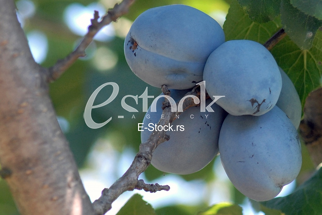 Plum
