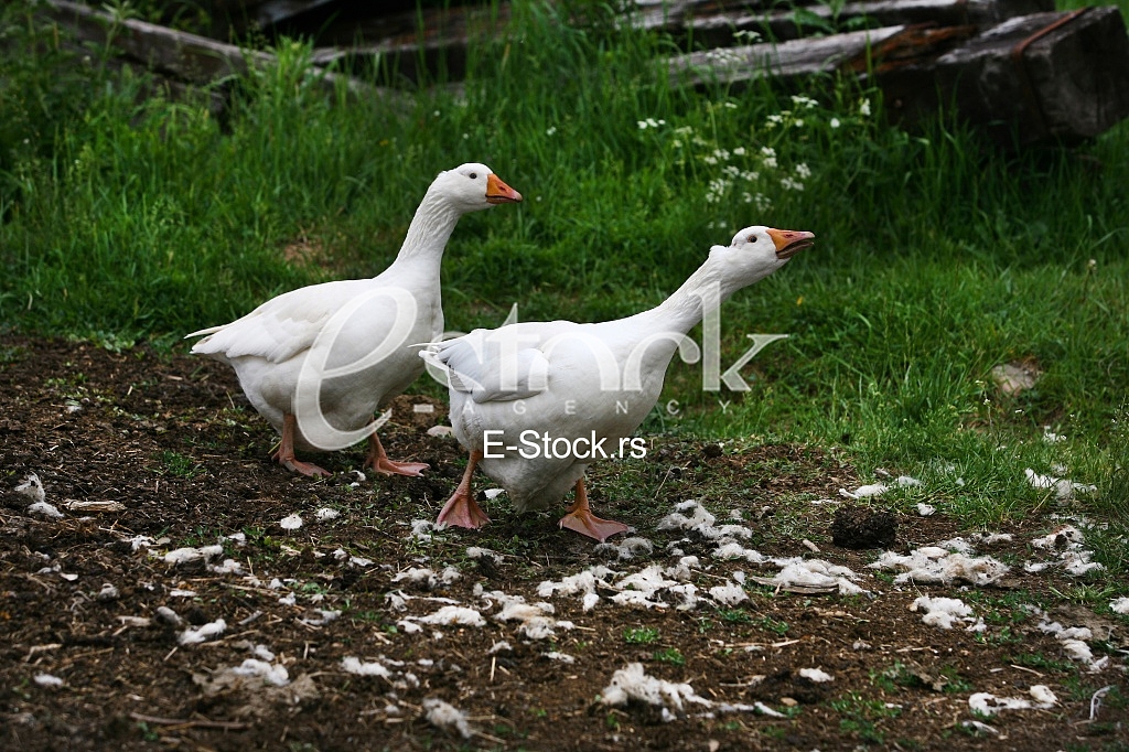 white geese in the village isolated