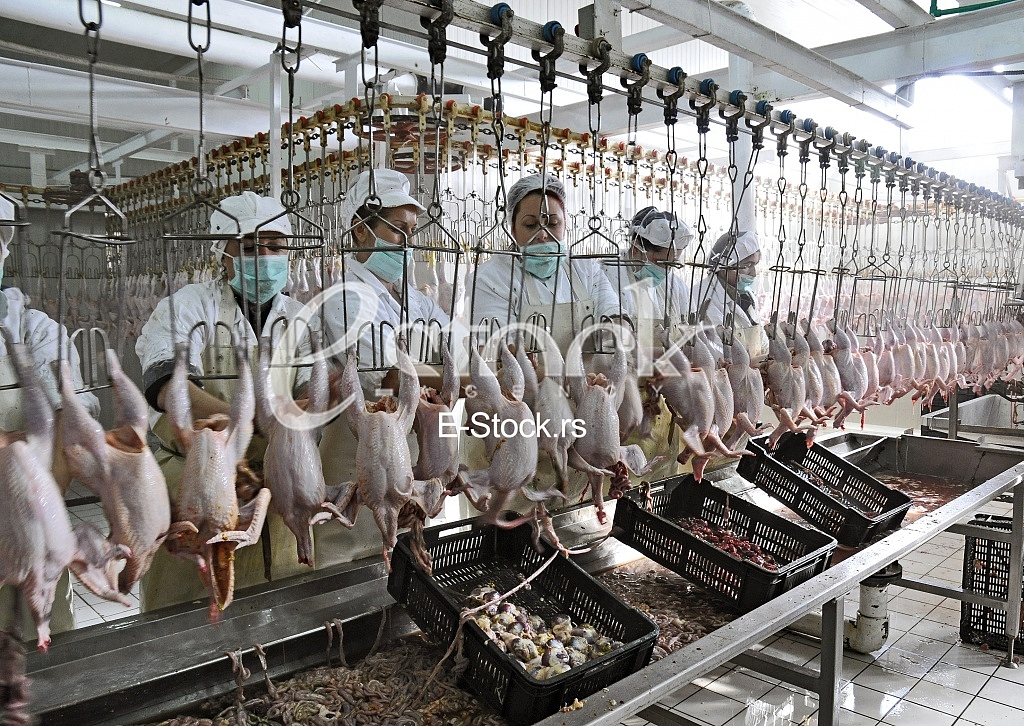 Continuous conveyor of meat of chickens Continuous conveyor of meat of chickens