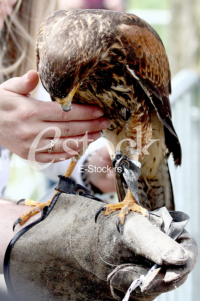 Knight Fest 2018 Knight Fest 2018