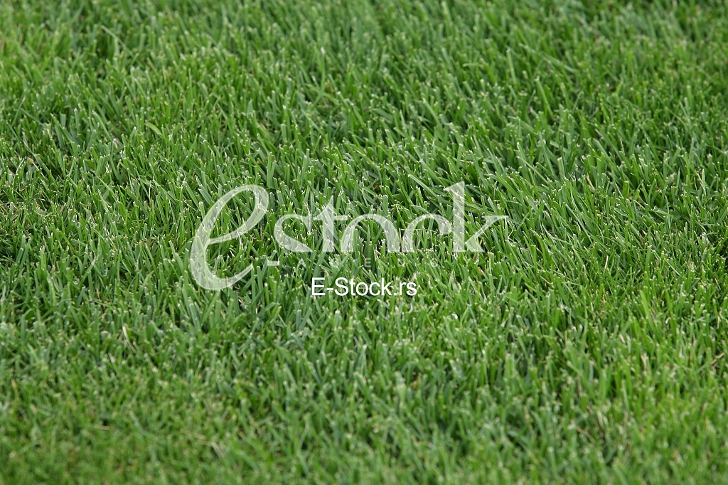 green grass texture or background of golf course and football field