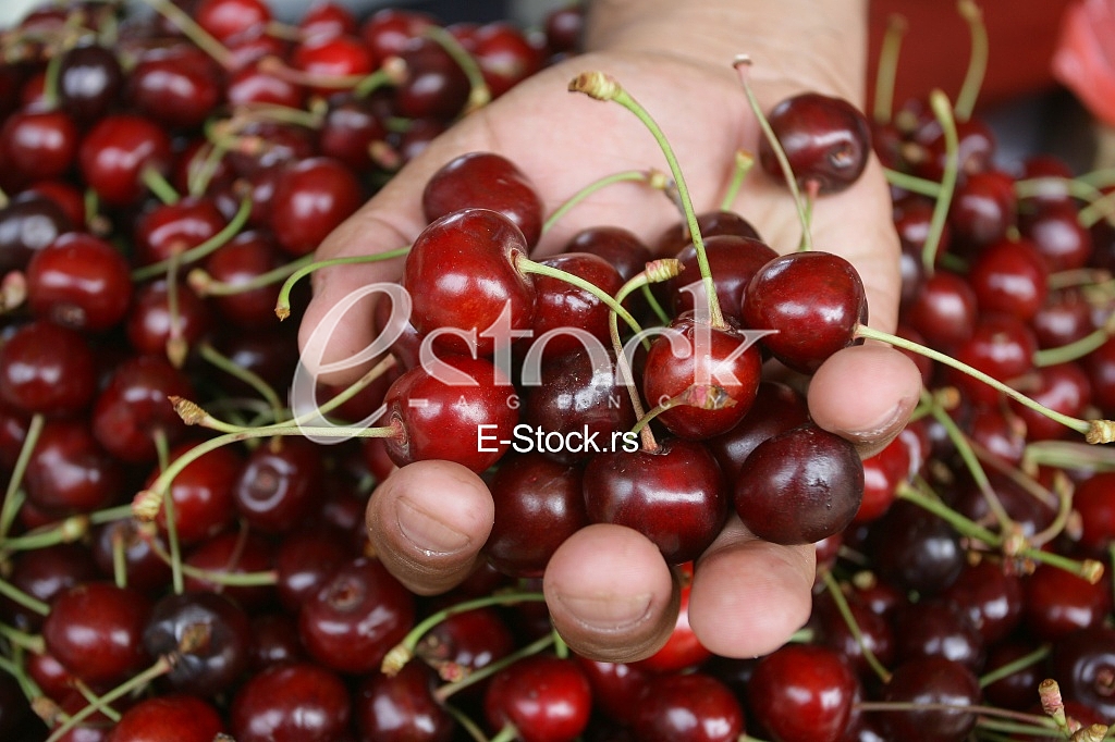 man holding a cherry in hand, fresh cherries natural cherry to background on the street market
