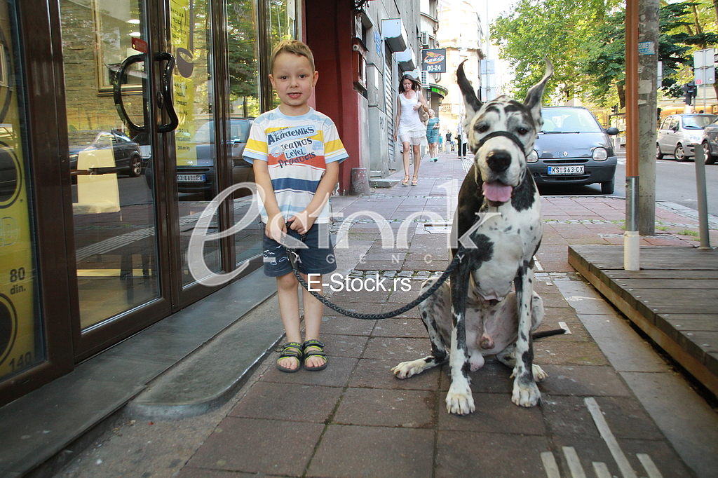 Decak i kucni ljubimac, nemacka doga