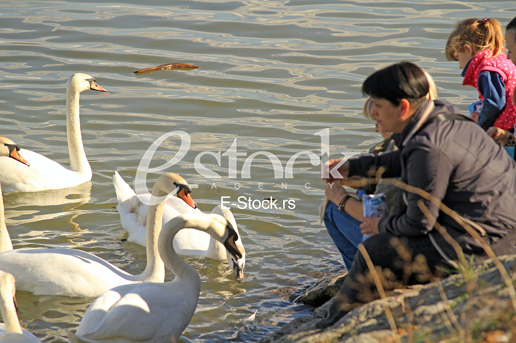 Labud na reci Dunav, Swan on the Danube river